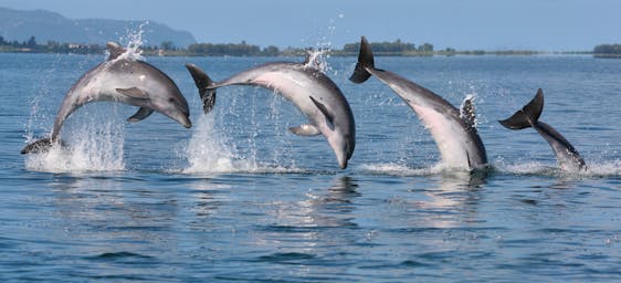  Coastal Dolphin Conservation