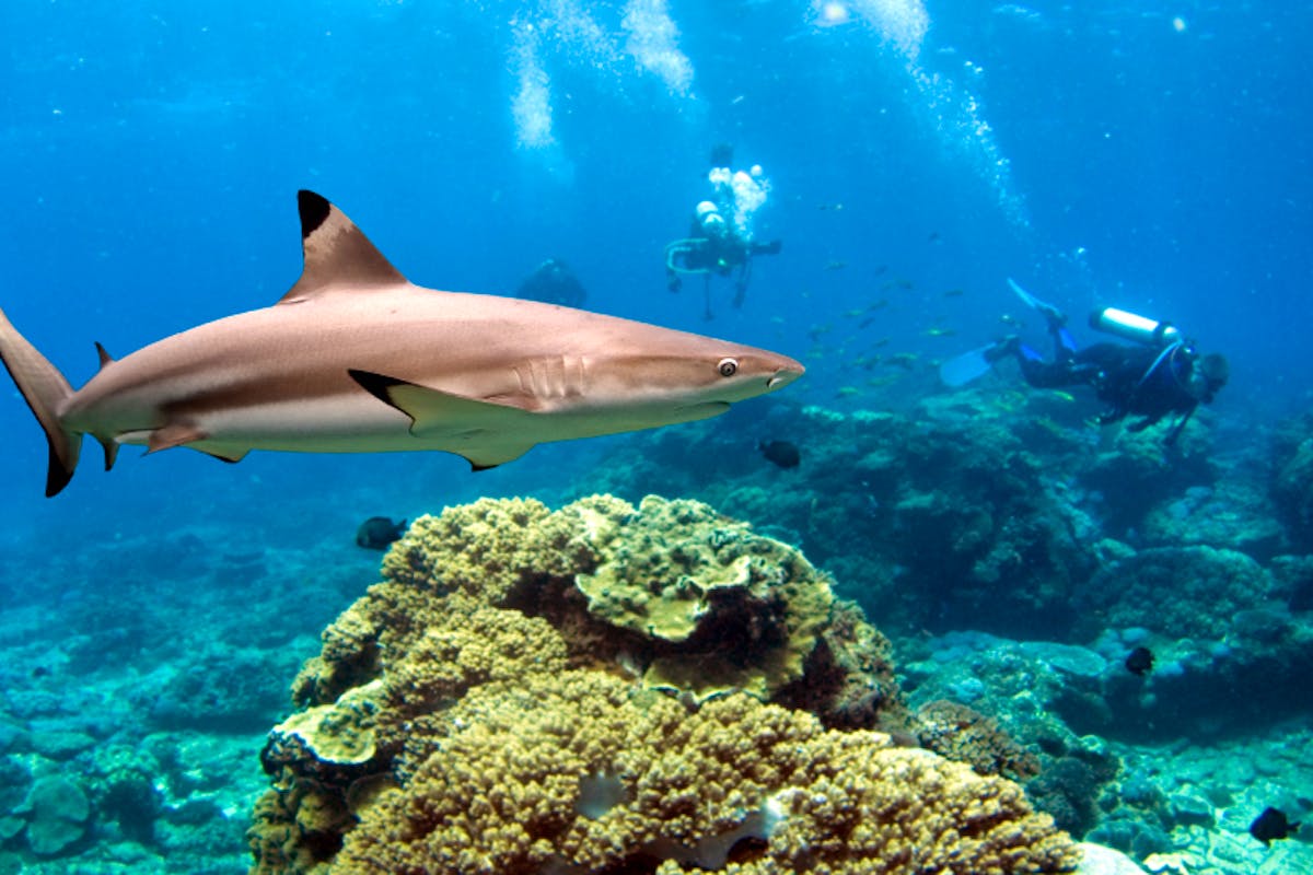 Whale Shark Conservation & Diving Volunteer in Belize 2023