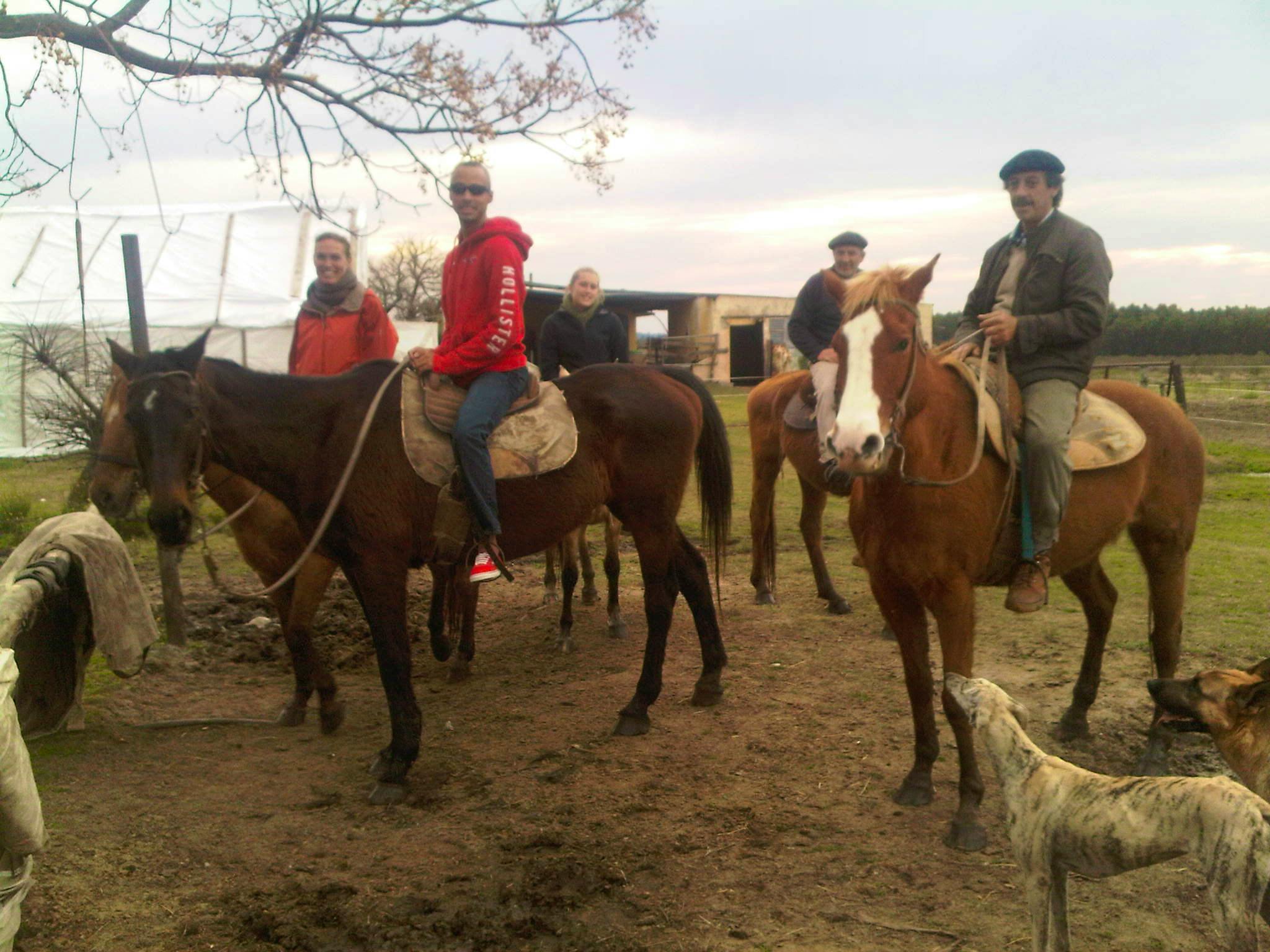 Volunteer with a horse, organic farm
