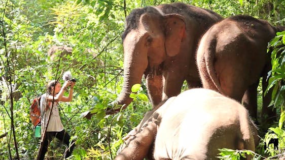 Freiwilligenarbeit mit Asiatischen Elefanten Photography Internship