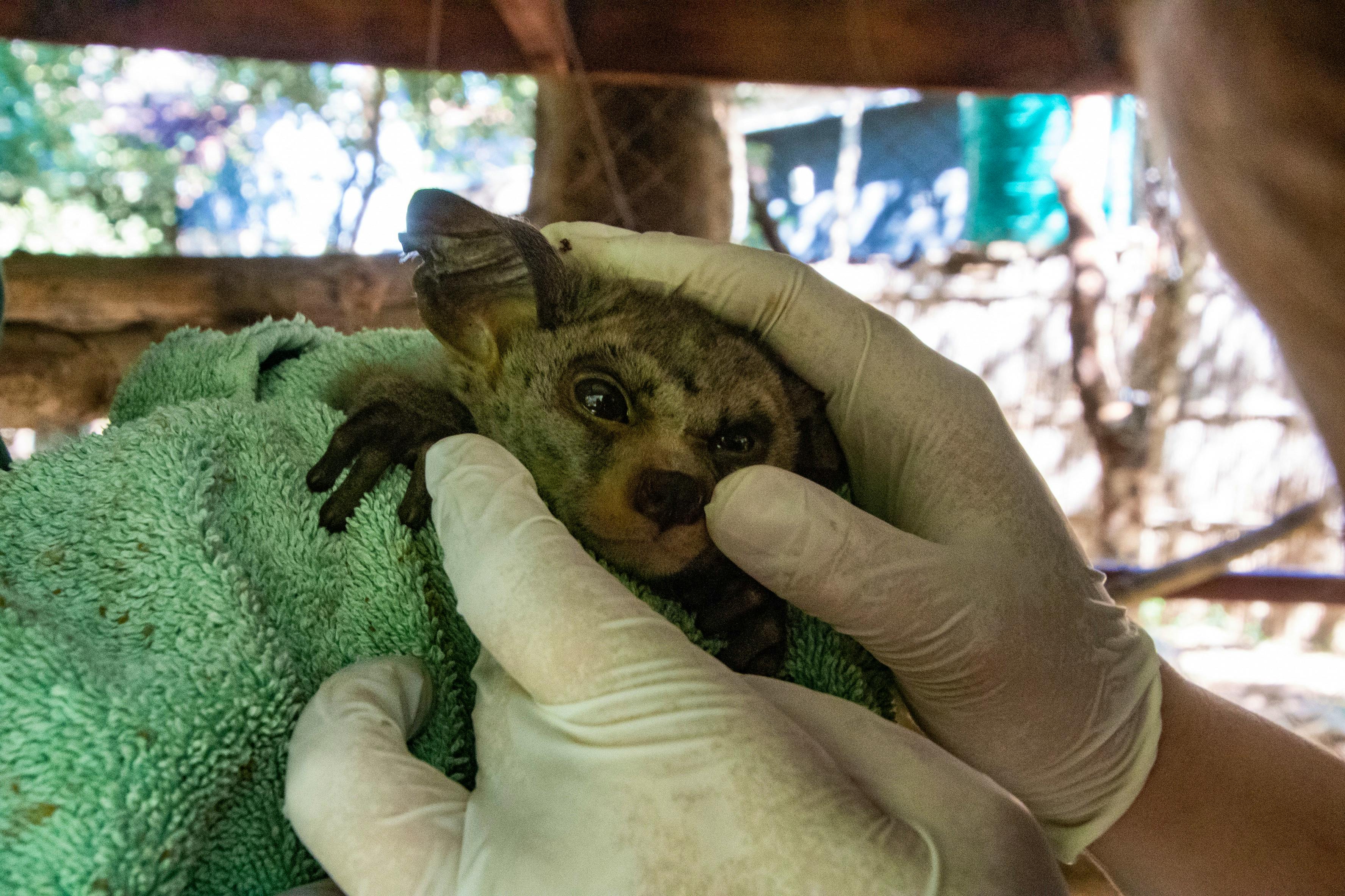 Bush baby examination