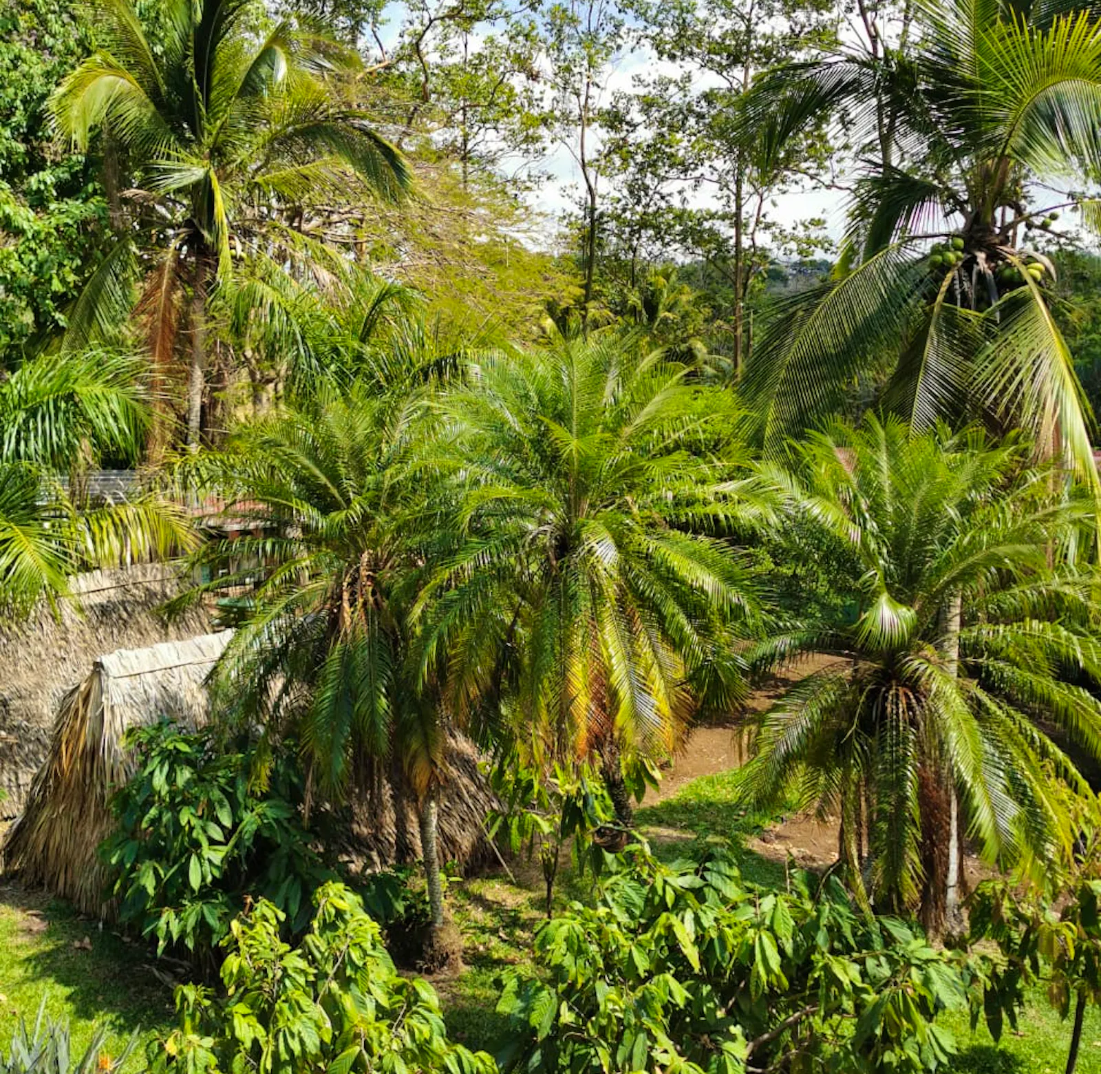 Animal Rescue Center Assistant Volunteer In Costa Rica 2025 animal-rescue-center-assistant-volunteer-in-costa-rica-2025