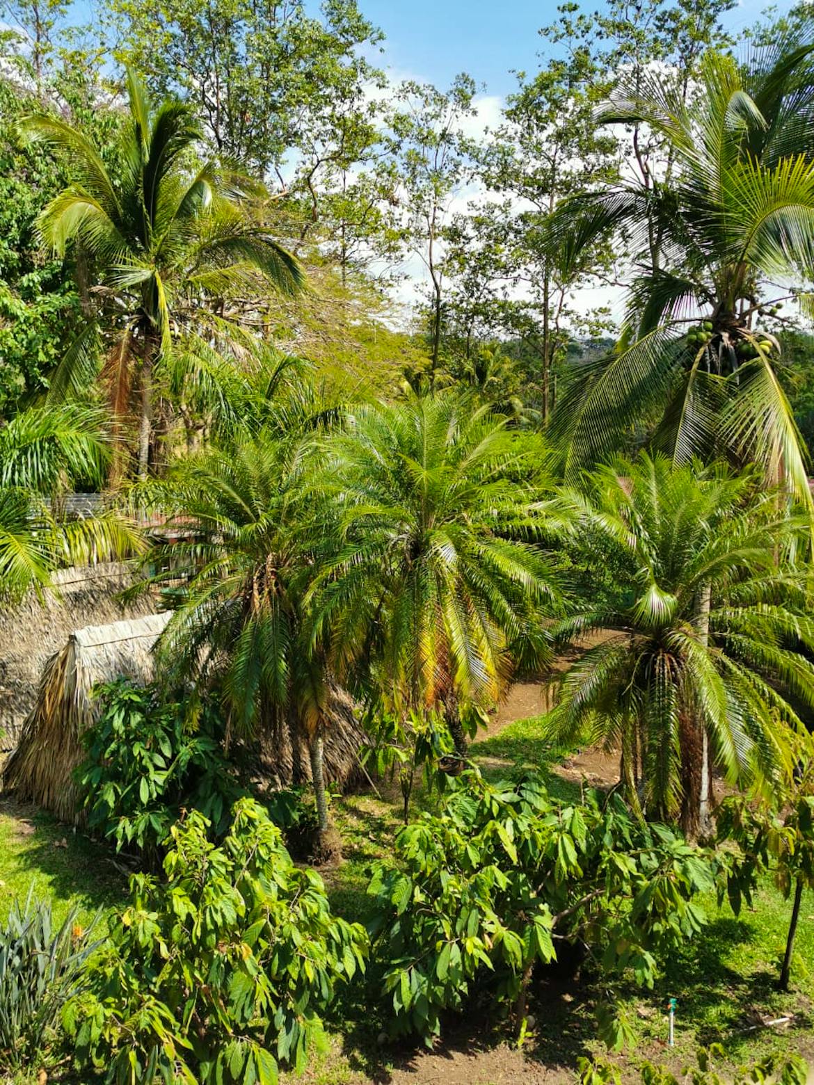 animal-rescue-center-assistant-volunteer-in-costa-rica-2025