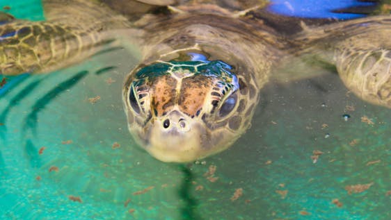 La Grande Barrière de Corail Sea Turtle Rehabilitator