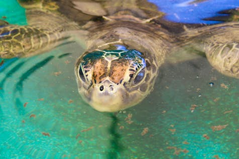  Sea Turtle Rehabilitator