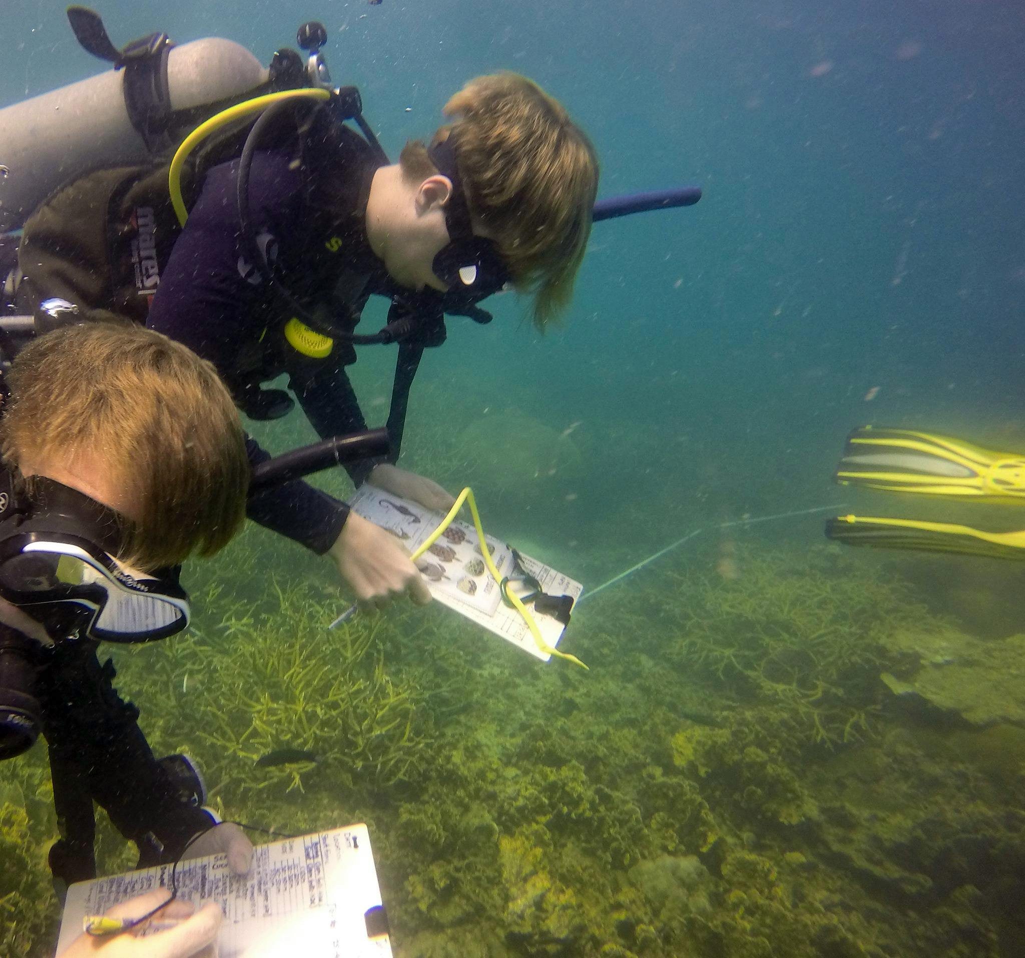 Reef Check Eco Diver Volunteer in Thailand 2023