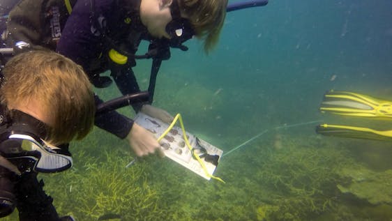 Our Reef Checkers conducting a survey.