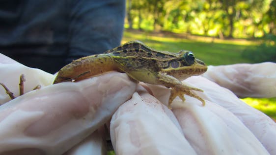 Volunteer in Brazil Amphibian Researcher