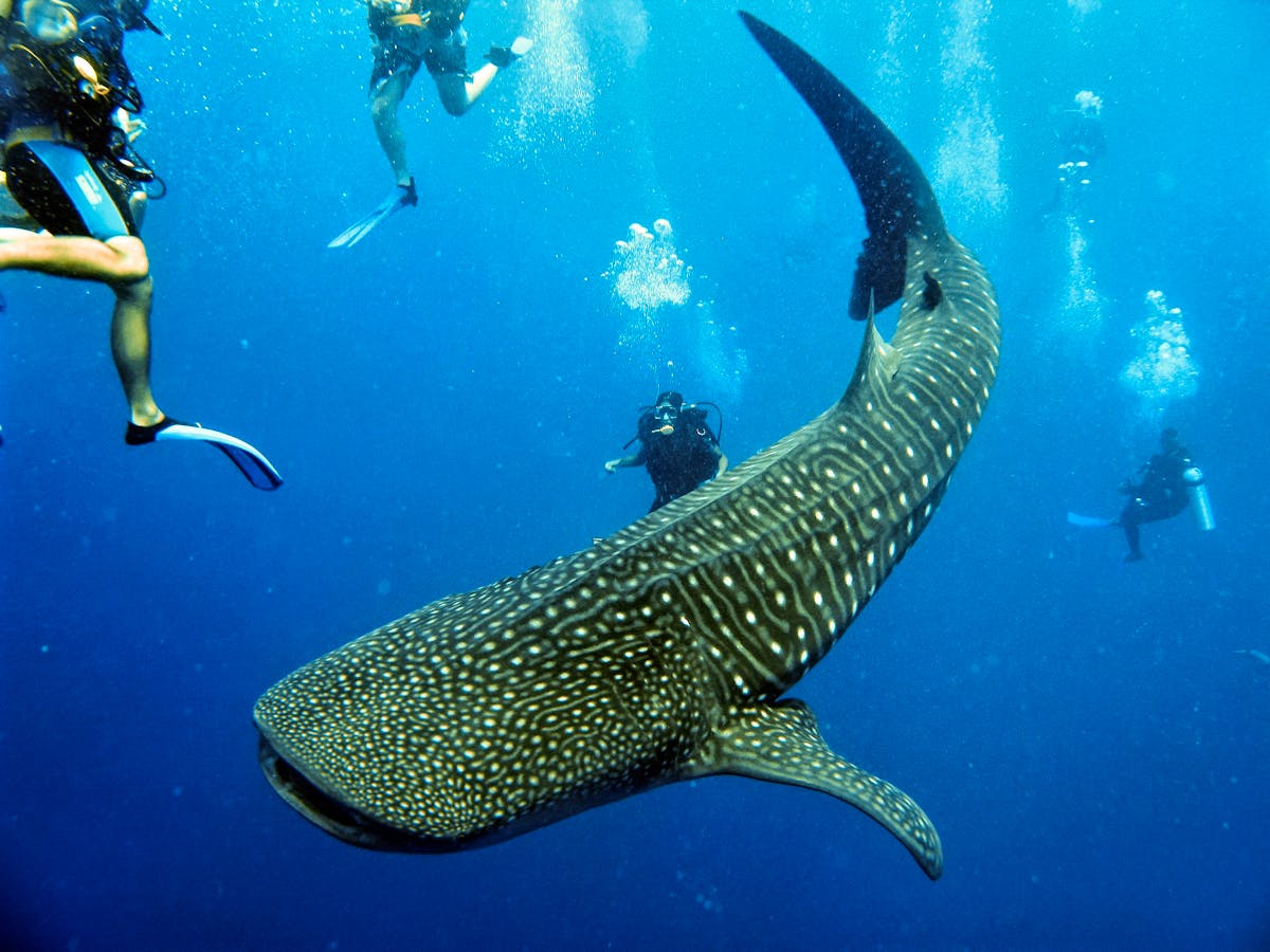 Whale Shark Conservation & Diving | Doe vrijwilligerswerk in Belize 2024