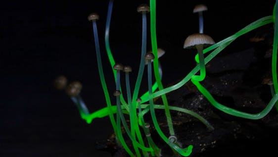 Stages in Brazilië Bioluminescent Mushroom Field Researcher