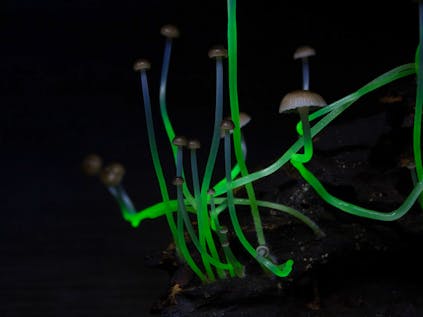  Bioluminescent Mushroom Field Researcher