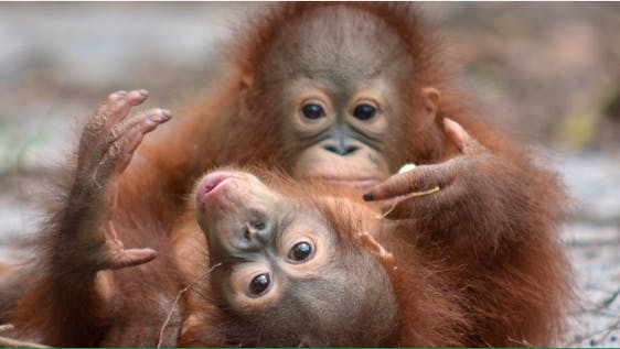Vrijwilligerswerk voor primaten Borneo Orangutan Enrichment