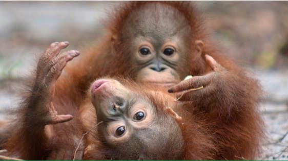  Borneo Orangutan Enrichment