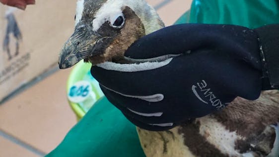 Penguin Rescue and Rehabilitation Assistant