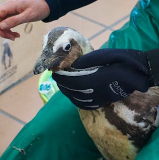  Penguin Rescue and Rehabilitation Assistant