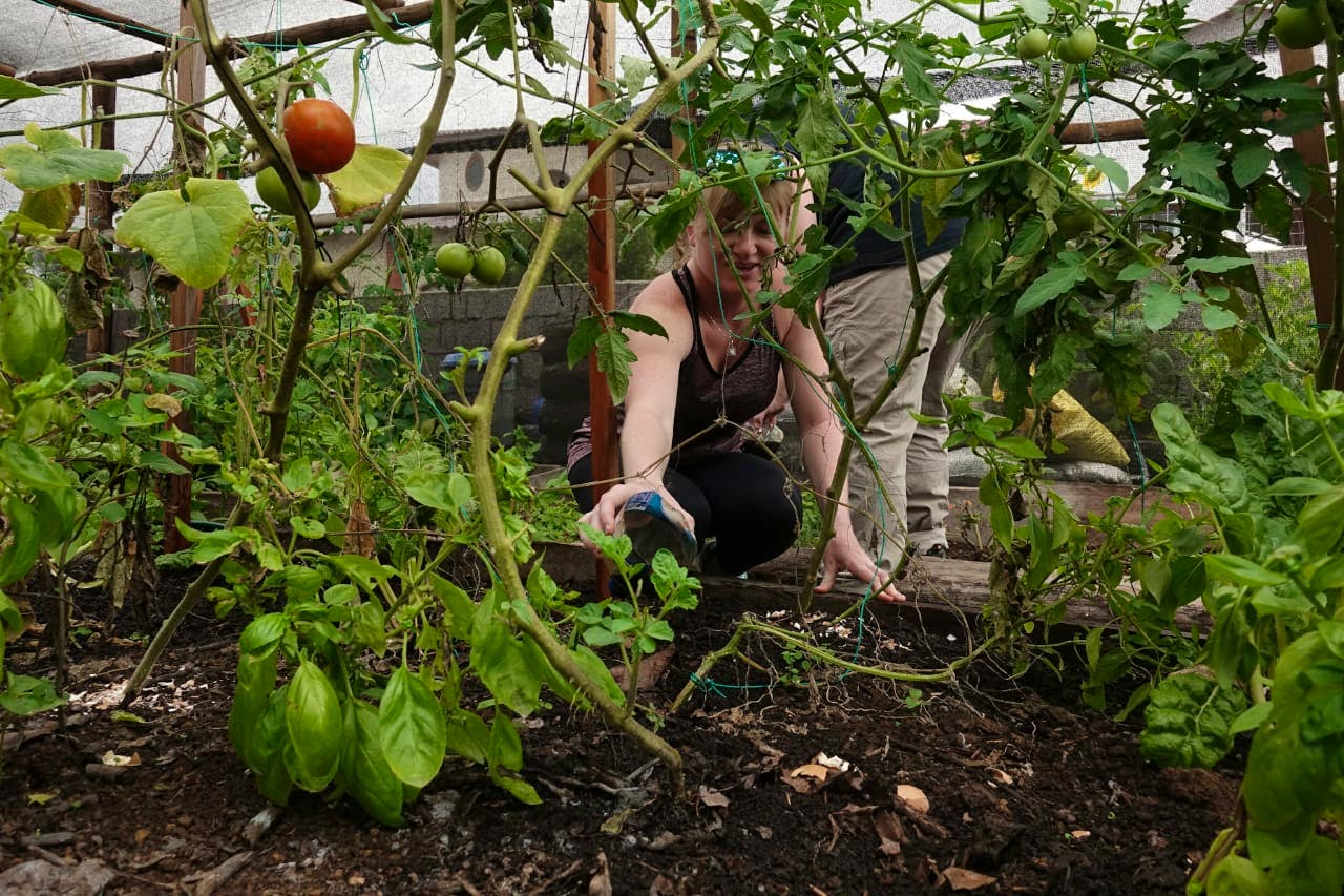 Volunteer working in the greenhouse 