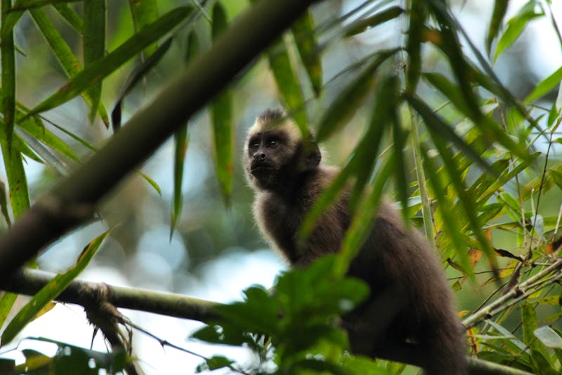 Amazon Rainforest Conservation | Volunteer in Peru 2024