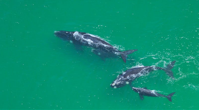 Whales, Sharks and Penguins Conservation | Volunteer in South Africa 2024