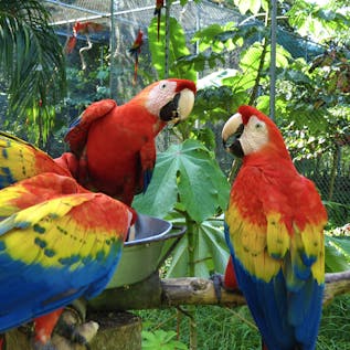  Macaw & Animal Reserve Supporter