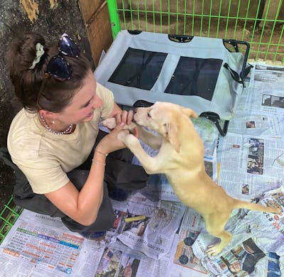 Animal Cruelty Community Service Near Me Animal Shelter Animal