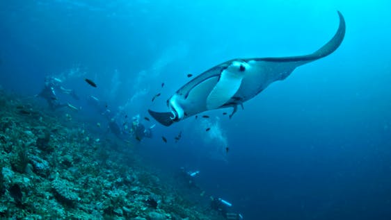 Volunteer with Manta Rays  Marine Conservation - Research Assistant
