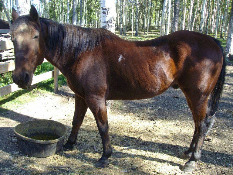 Horse Rescue Caretaker Volunteer In Canada 2024   1238160orig 