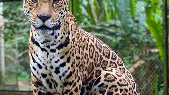 Jaguar Conservation Volunteer Wildlife Vet Assistant