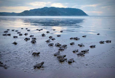  Olive Ridley Sea Turtle Conservation