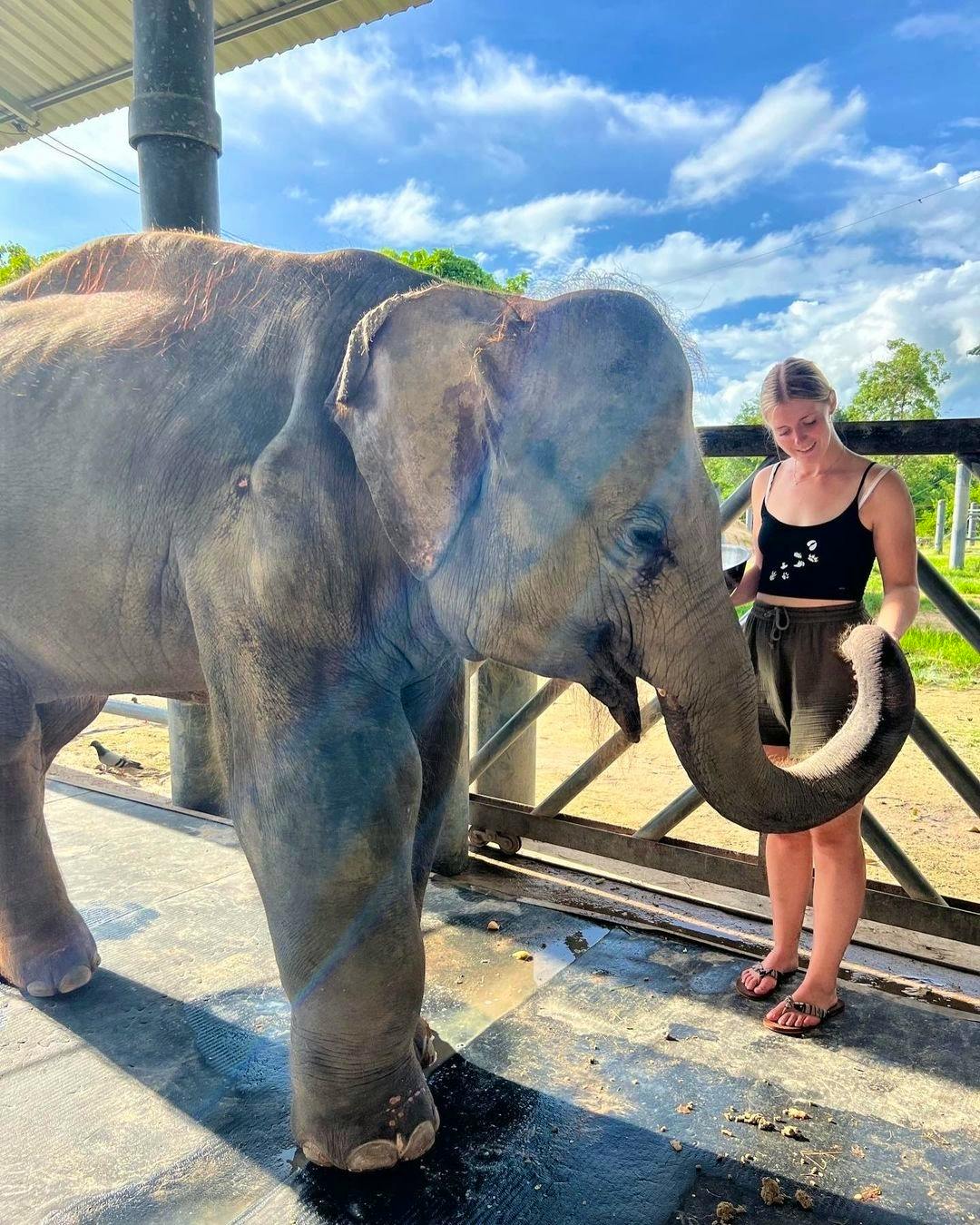 Thailand Elephant Volunteers Volunteer In Thailand 2024   3240727459226281122406302122963185781242606n 1 