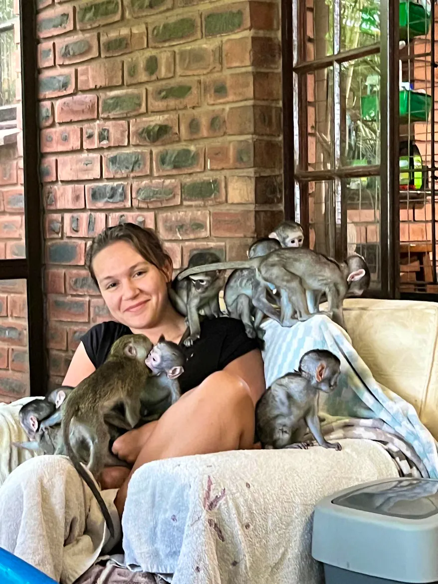 Vervet Monkey Rescue & Rehabilitation | Volunteer in South Africa 2025