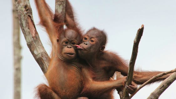 Voluntariado no Sudeste da Ásia Samboja Lestari Orangutan Sanctuary