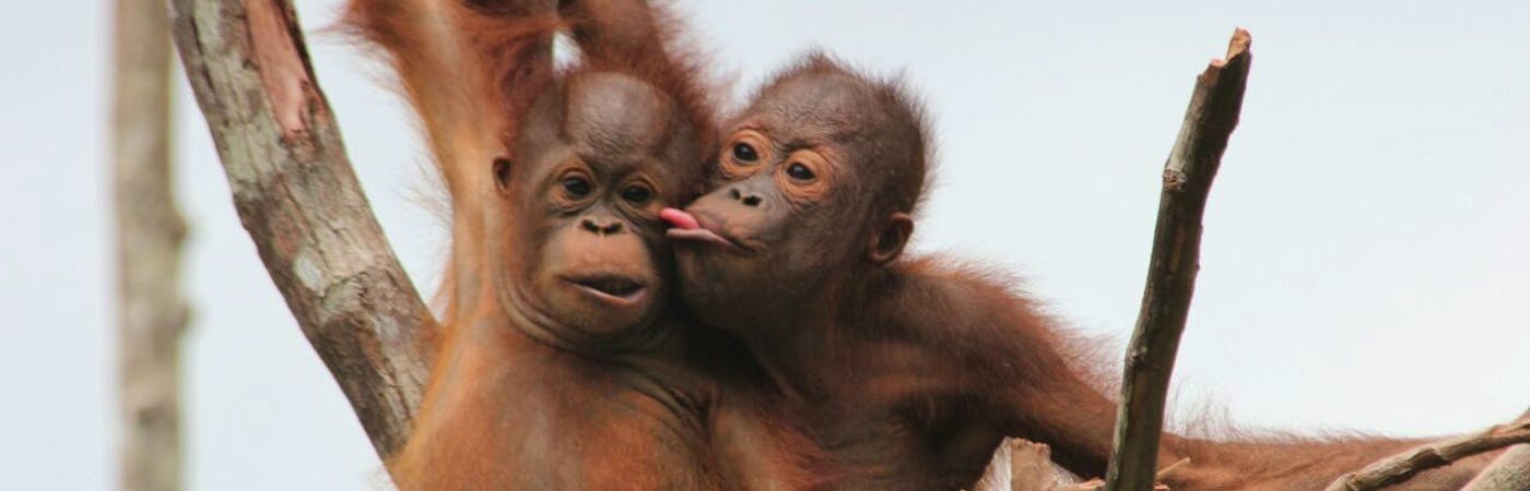 Samboja Lestari Orangutan Sanctuary
