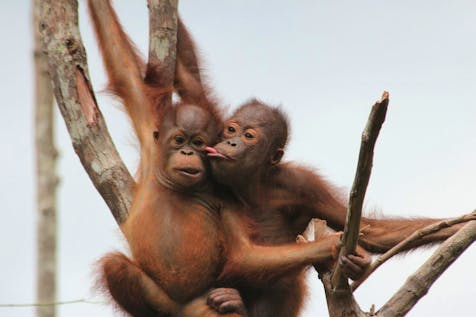  Samboja Lestari Orangutan Sanctuary