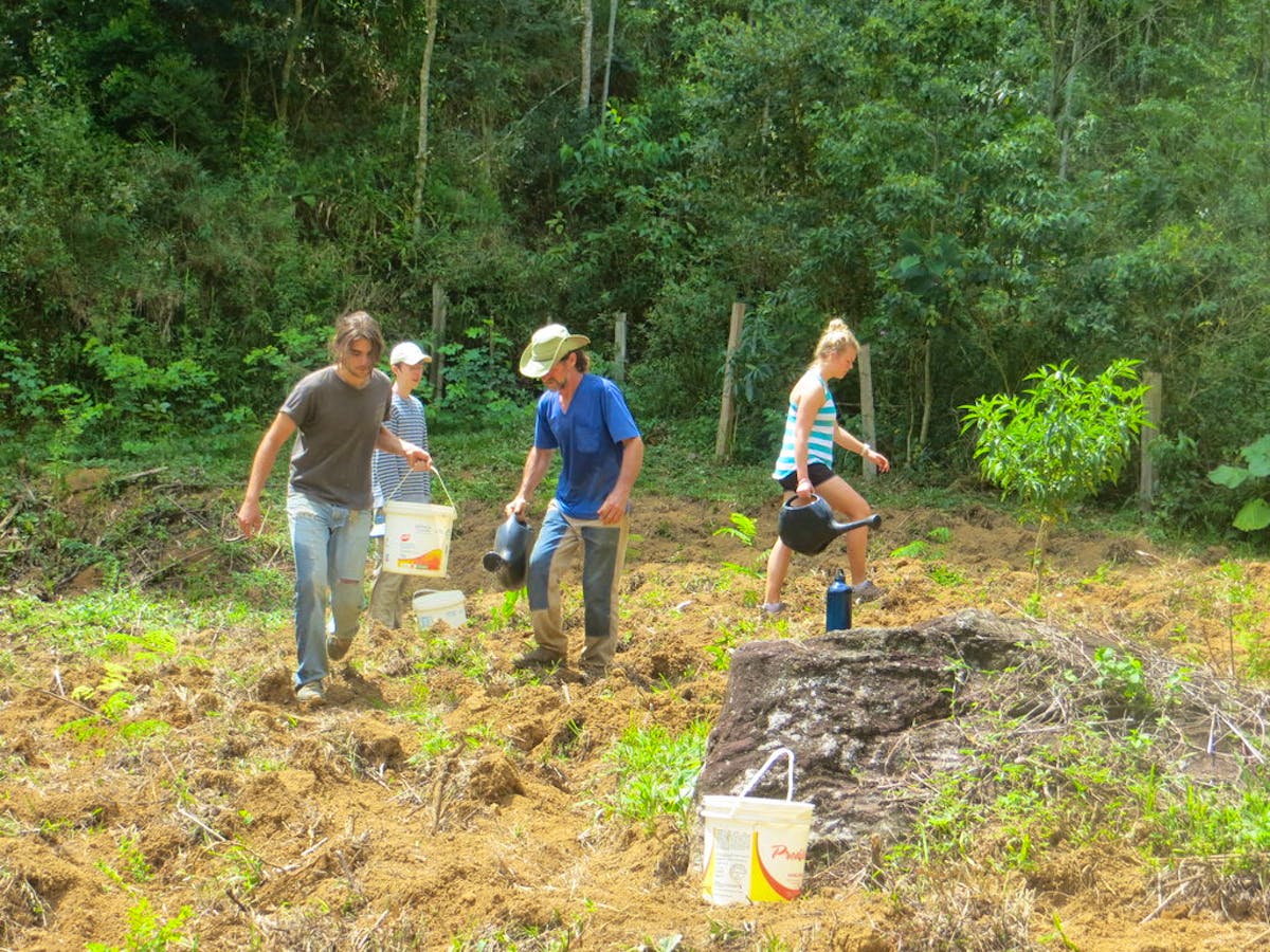 Restoring Brazilian Atlantic Rainforest | Volunteer in Brazil 2024