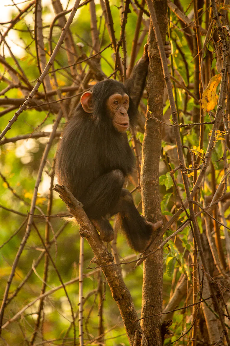 Chimpanzee Wildlife Conservation | Volunteer in Zambia 2025