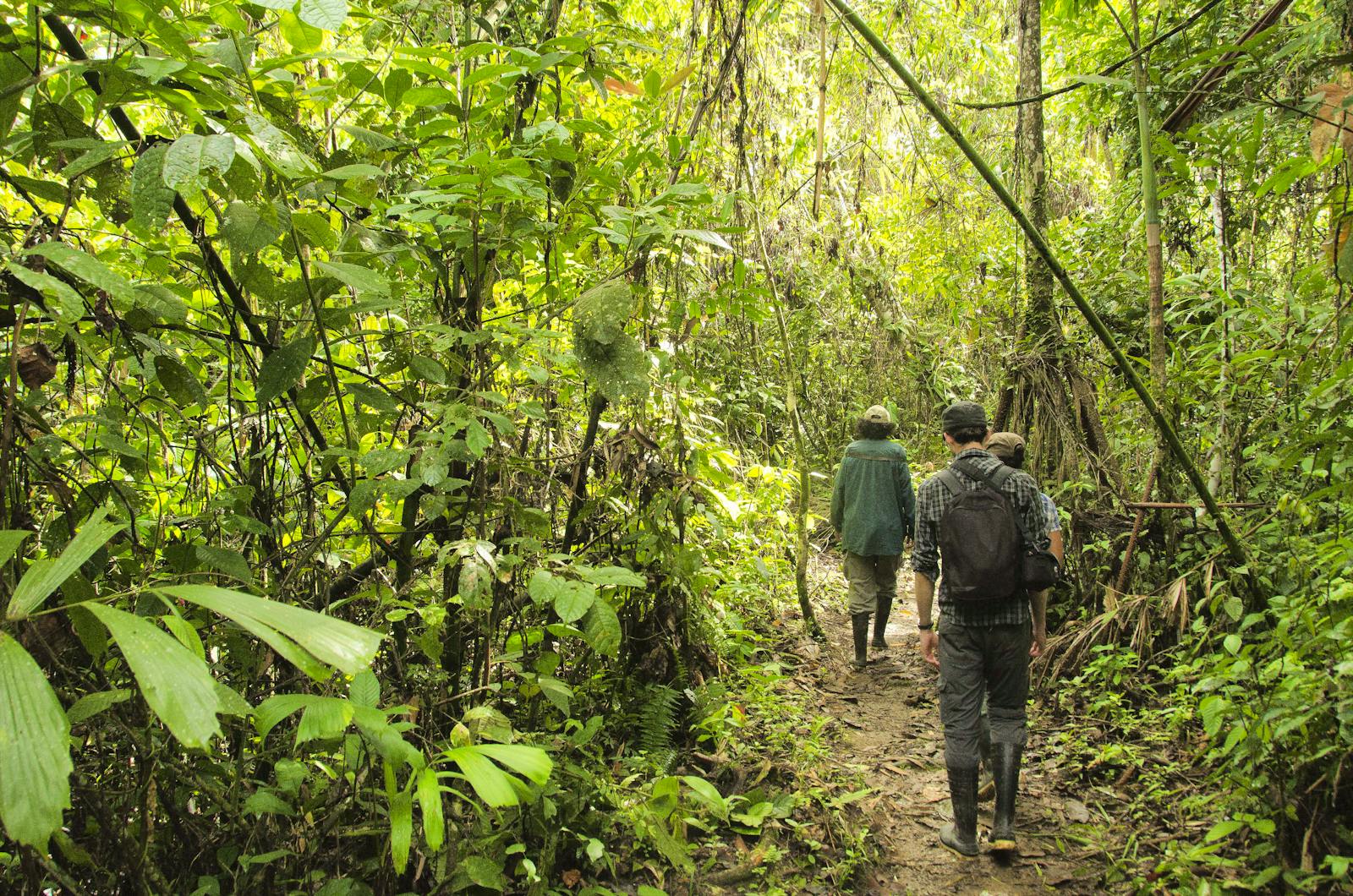 Amazon Rainforest Conservation | Volunteer in Peru 2025