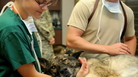 Vrijwilligerswerk programma's met honden Veterinary Clinic Assistant