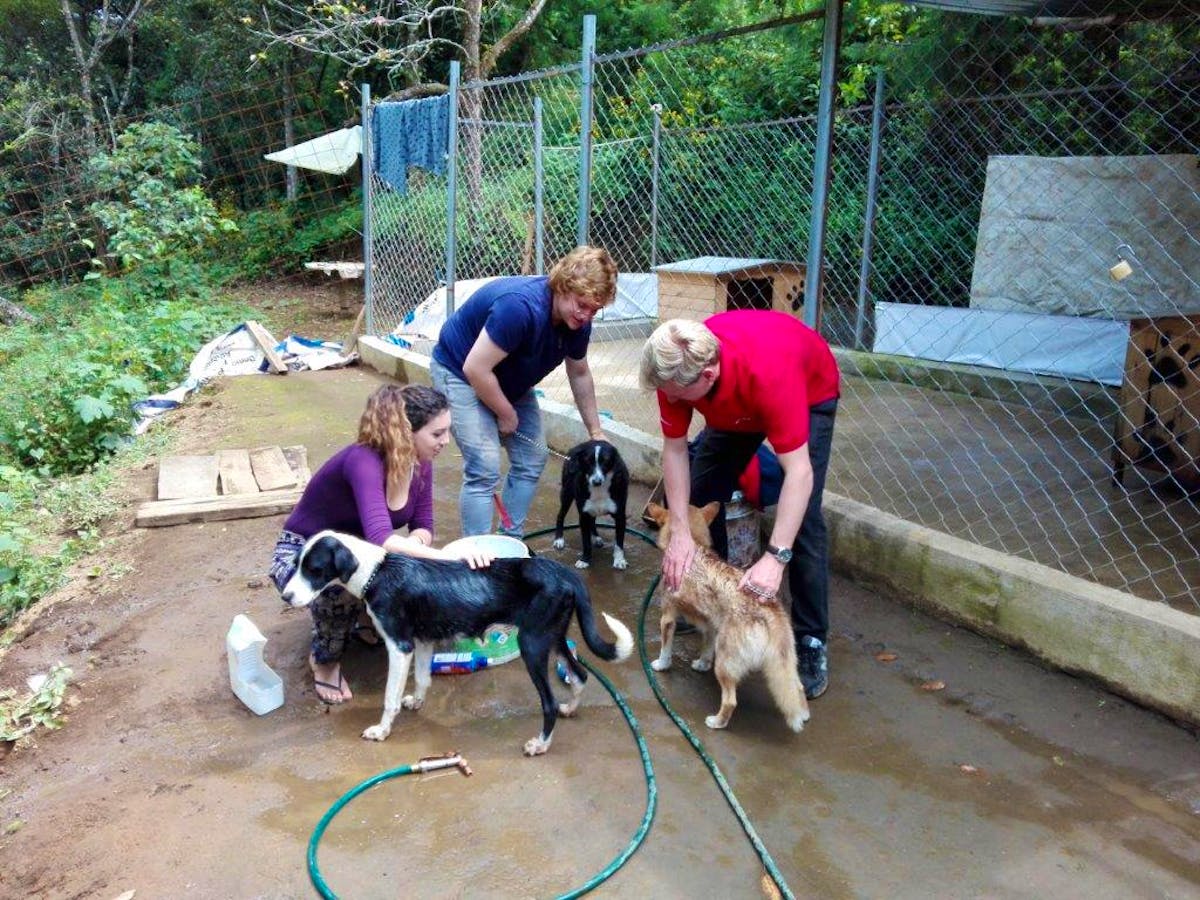 Stray Dog & Cat Rehabilitation Volunteer in Guatemala 2024
