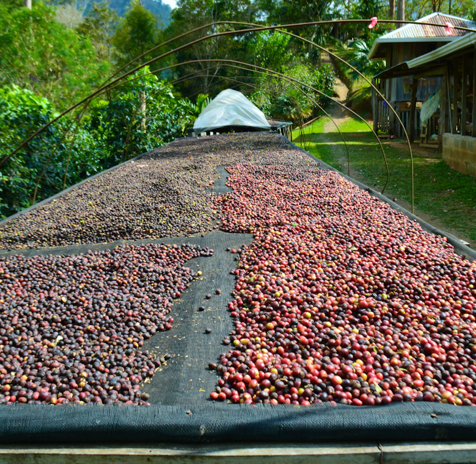 Codffe Farm Support a local Organic Coffee Farm | Volunteer in Costa Rica 2025
