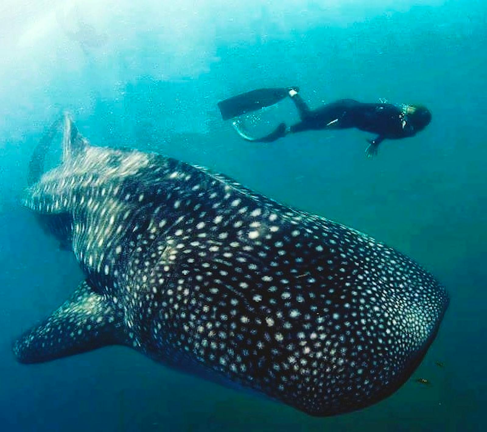 marine-diving-conservation-associate-volunteer-in-south-africa-2025