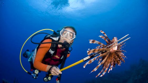 Volunteers in Action!  Removing the invasive lionfish that is destroying reef ecosystems in the Caribbean. 