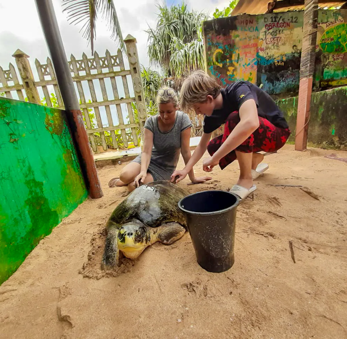 Restraining Turtle Turtle Rehabilitation and Care | Volunteer in Sri Lanka 2025