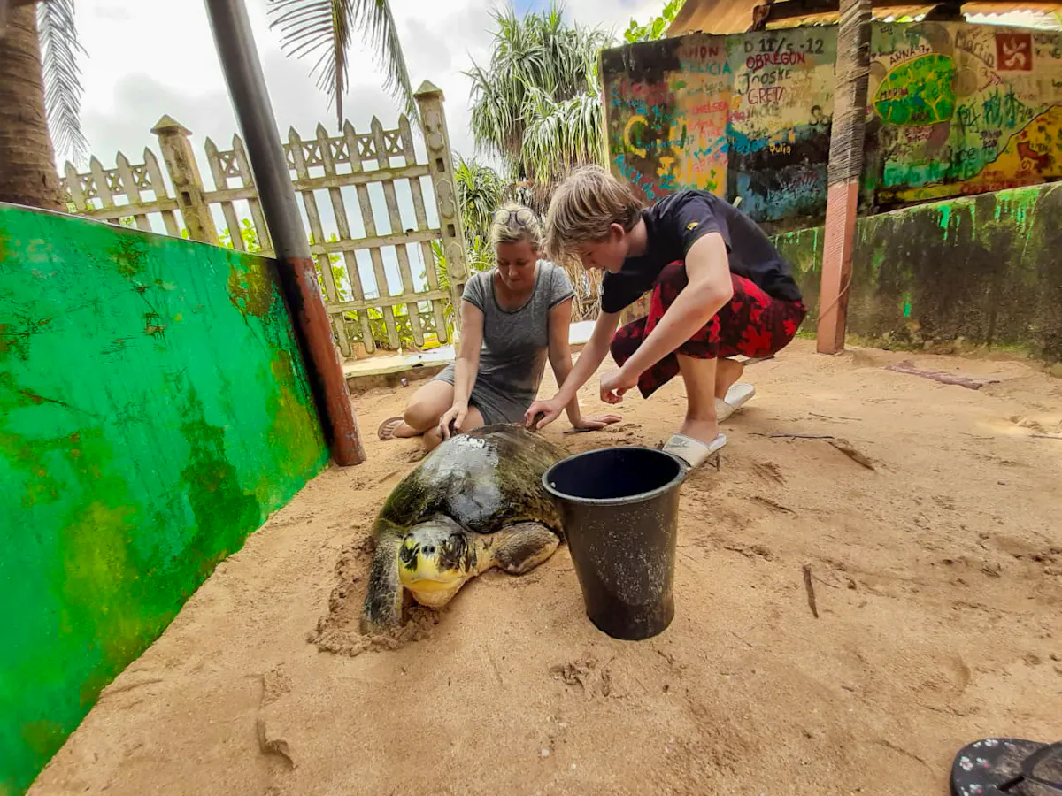 Turtle Rehabilitation and Care | Volunteer in Sri Lanka 2025