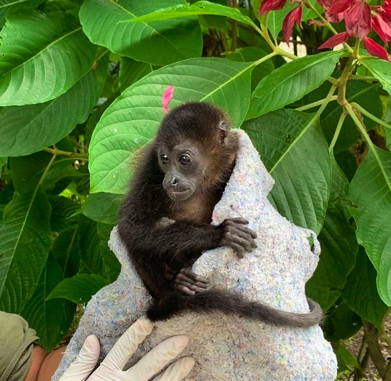 Animal Wildlife Rescue | Volunteer in Costa Rica 2024