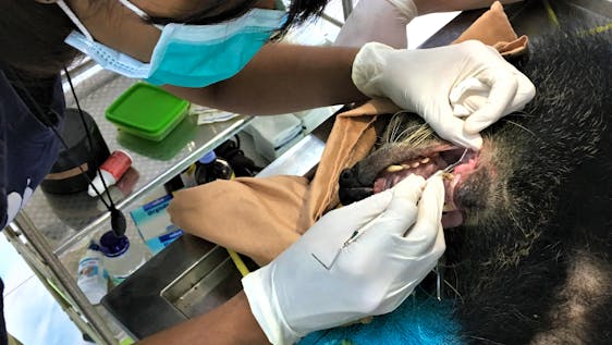 Animals rescued from the illegal wildlife trade undergo intake examinations, which may include dentals.