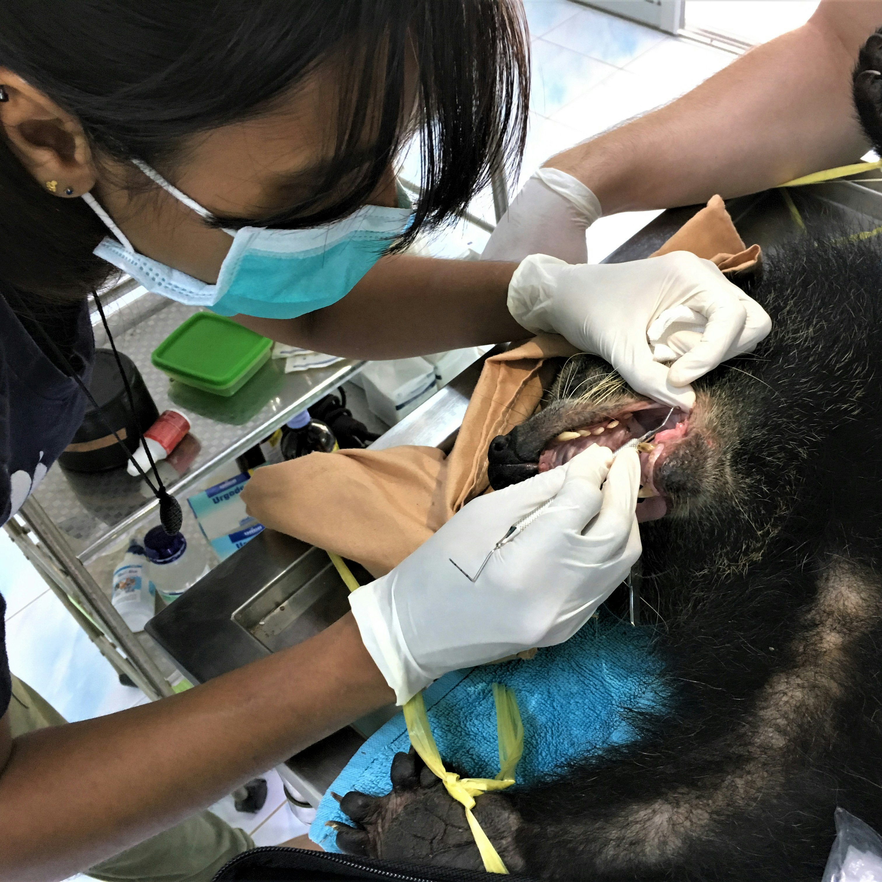 Veterinary　Volunteering　Volontärarbete　i　Laos　2023