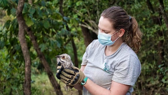 Freiwilligenarbeit mit Grünen Meerkatzen Wildlife Sanctuary Rescue and Rehabilitation