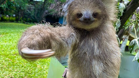 Sloth Sanctuary Volunteer Animal Wildlife Rescue