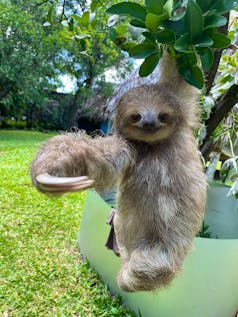 baby sloths in a bucket