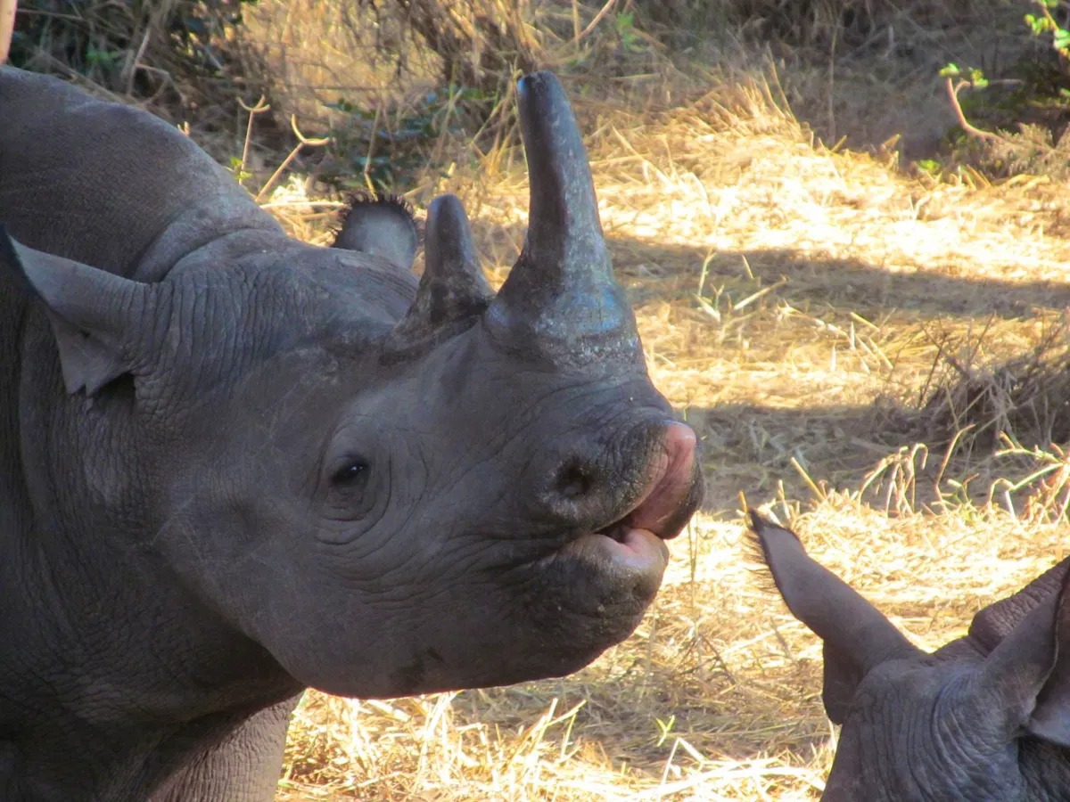 Endangered Species Protection | Volunteer in South Africa 2025